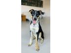 Adopt Chips a Australian Cattle Dog / Blue Heeler, Mixed Breed