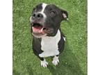 Adopt Buster a Pit Bull Terrier