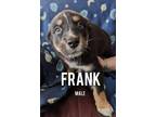 Adopt Frank a Australian Shepherd