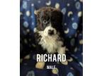 Adopt Richard a Australian Shepherd