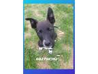 Adopt Gazpacho a Border Collie, Australian Cattle Dog / Blue Heeler