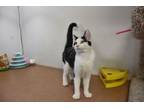 Adopt Pete a Domestic Short Hair