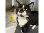 Adopt Malley a Domestic Short Hair