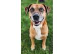 Adopt Snoop (HW-) a Mixed Breed