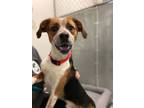 Adopt Thor a Beagle, Cattle Dog