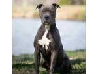 Adopt Buntin a Pit Bull Terrier