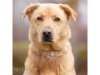 Adopt Duke a Anatolian Shepherd