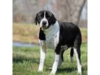 Adopt Lancelot a Great Dane