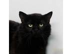 Adopt Sylvester a Domestic Short Hair