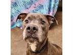 Adopt Marco a Pit Bull Terrier