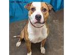 Adopt Farley a Pit Bull Terrier