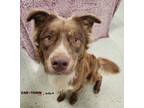 Adopt Sanford a Australian Shepherd, Golden Retriever