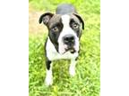Adopt Odin a Pit Bull Terrier, Mixed Breed