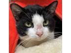 Adopt PERCY a Domestic Short Hair