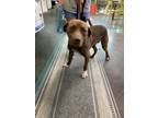 Adopt BOONE a Pit Bull Terrier, Mixed Breed