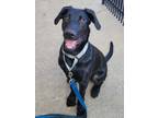 Adopt Gojo a German Shepherd Dog, Doberman Pinscher