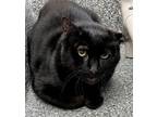 Adopt BLACKJACK a Domestic Long Hair