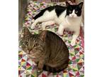 Adopt Luigi & Mario a Domestic Short Hair, Tiger