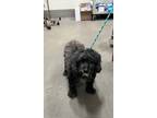 Adopt POOCHIE a Poodle, Mixed Breed