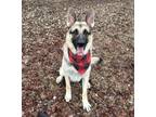 Adopt Thor a German Shepherd Dog