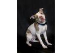 Adopt King a American Bully
