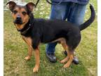 Adopt Samson--SEE VIDEO a German Shepherd Dog