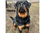Adopt Henry 240171 a Rottweiler