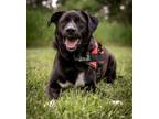 Adopt Hoover a Black Labrador Retriever, Border Collie