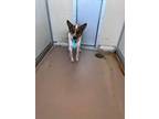 Adopt Ramsey 29738 a Australian Cattle Dog / Blue Heeler, Mixed Breed