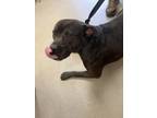 Adopt Leon 121969 a Pit Bull Terrier