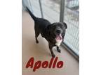 Adopt Apollo 118929 a Labrador Retriever, Mixed Breed