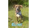 Adopt Elias 123388 a Pit Bull Terrier, Mixed Breed