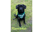 Adopt Roarke 29819 a Labrador Retriever, Mixed Breed
