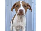 Adopt George ~Purina~ a Pit Bull Terrier