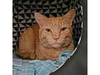 Adopt Zou a Domestic Short Hair