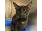 Adopt Tommy Pickels a Domestic Short Hair