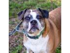 Adopt Moose a Boxer, Labrador Retriever