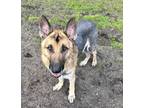 Adopt Cullen a German Shepherd Dog