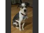 Adopt Brody a Terrier