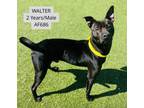 Adopt Walter a Pit Bull Terrier, Mixed Breed