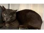 Adopt BUSTER a Domestic Short Hair