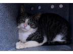 Adopt SPEEDY a Domestic Short Hair