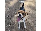 Adopt Buster a Beagle, Terrier