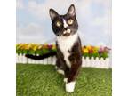 Adopt Piccolo a Domestic Short Hair