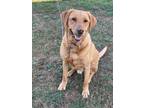 Adopt Moose a Retriever