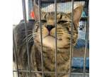 Adopt King Henry a Domestic Short Hair