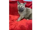 Adopt Chuck a Domestic Short Hair