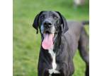 Adopt Drazden a Great Dane