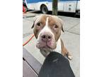 Adopt King a Pit Bull Terrier