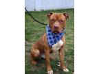 Adopt Bingo a Pit Bull Terrier